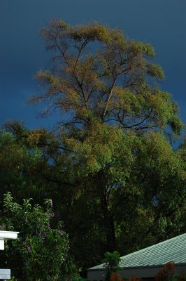 backyard tree