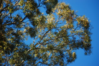 branch in bloom