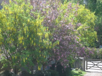 labernum and crab apples by the front gate