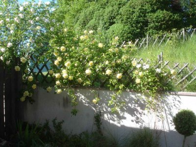 Easlea's Golden rambler and Madame Alfred Carriere 2010