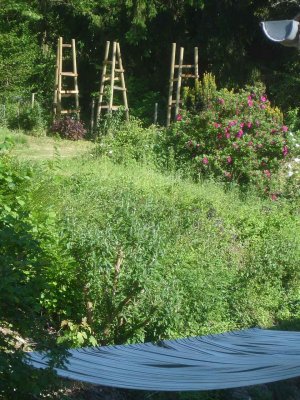 Rose climbing trellises