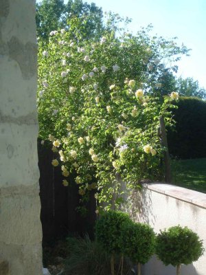 Golden Rambler in full bloom May 2010