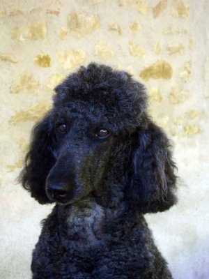 Lulu - May 2010