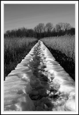 black & white marsh boardwalk