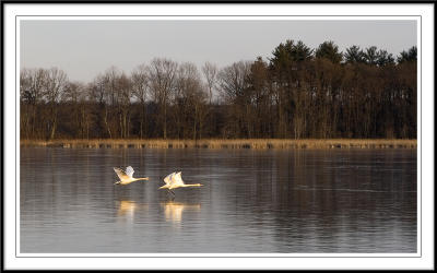 swans in golden afternoon sunlight two