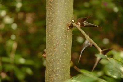 Acacia tree w/symbiotic ants