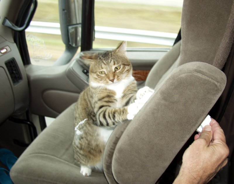 A Little Play Helps Put The Kitty At Ease The First Day Or Two