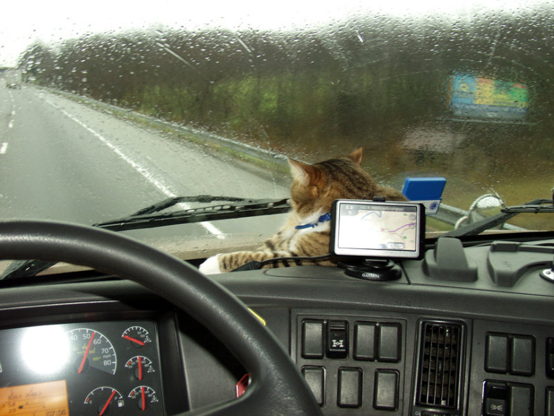 The Kitty Wants To Make Sure The GPS Does Not Lead Us Astray
