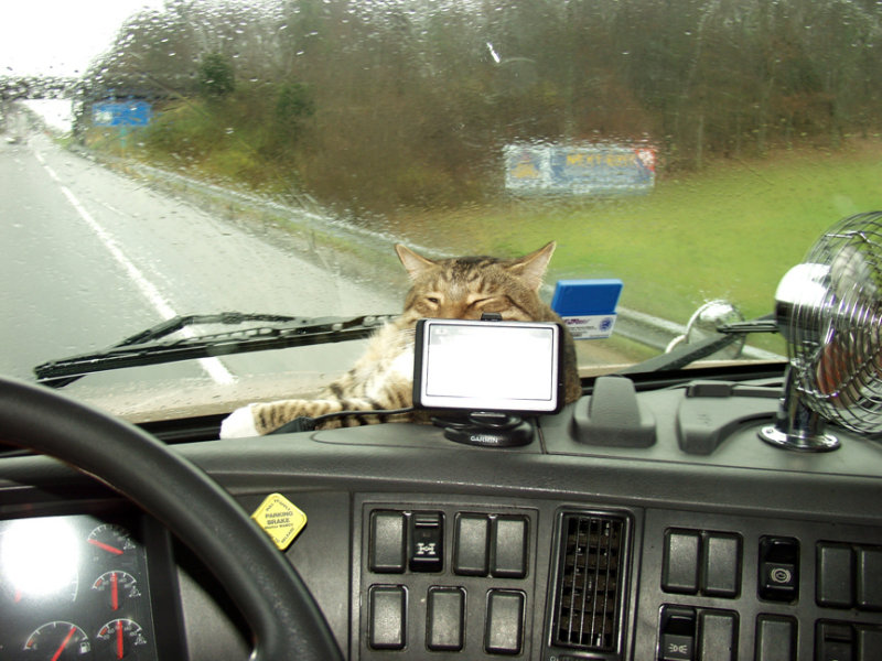 The Kitty Likes To Use The GPS As A Pillow