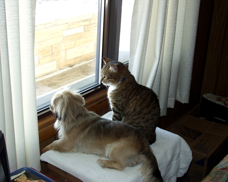 I Fixed Some Boxes So The Kitty And Precious Can Look Outside