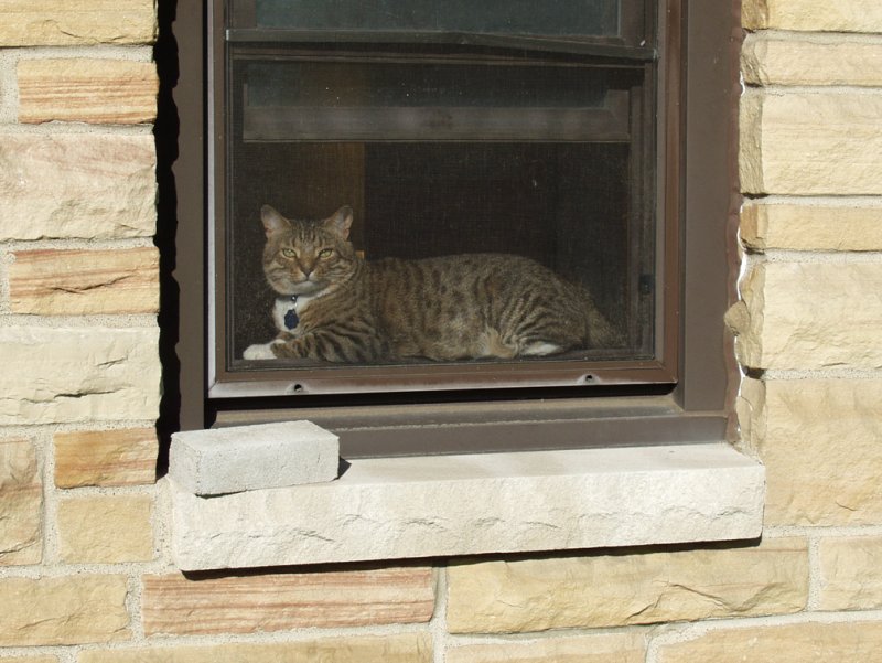 Same Kitty And Window...From Outside