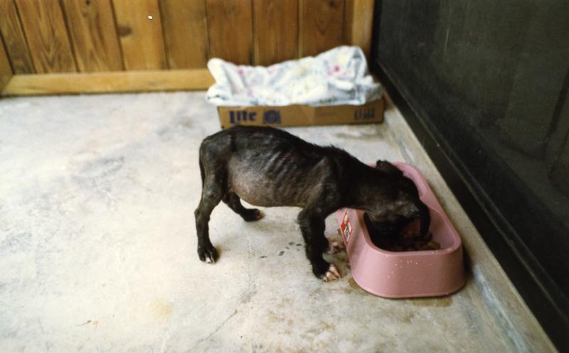An Abandoned And Starved Puppy I Rescued....these dogs are called Pot Cakes, I have heard the locals still eat them.