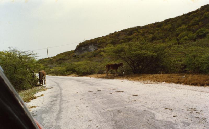 Wild Donkeys, Grand Turk, Turks & Caicos Islands