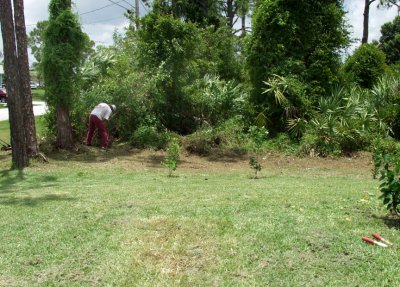 We Have To Cut This Brush Back Once Or Twice A Year, Or It Would Be Up To Our House...