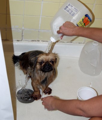 No Tub Here So Precious Has To Take Shower...