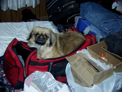 This Is One Of The Kitty's Favorite Sleeping Spots...A First For Precious..!!
