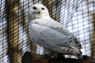 Schneeeule