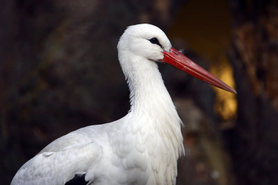 Storch