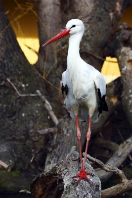 Storch