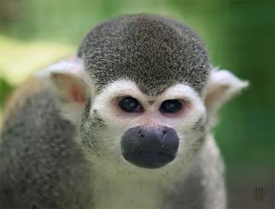 Affe