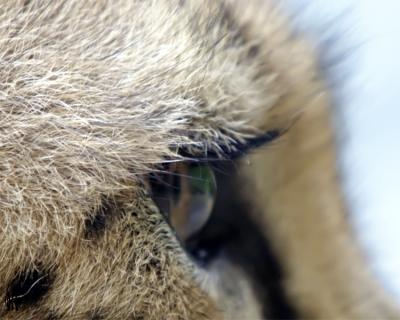 Hunters Eye