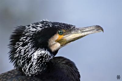 Kormoran
