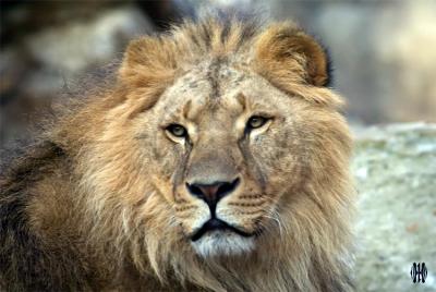 Majesty