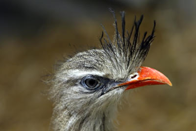 Punk