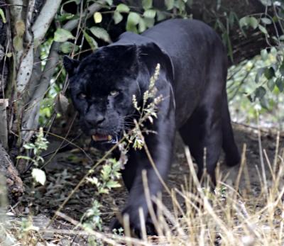 Jaguar