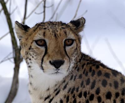 Gepard