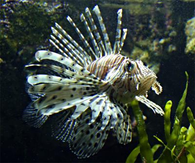 Drachenfisch