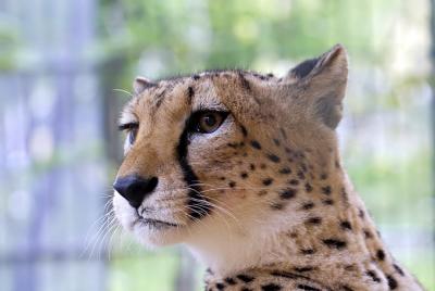 Gepard
