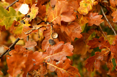 Herbst Impression
