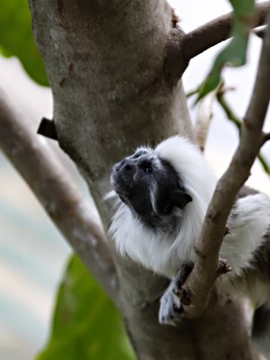 Monkey