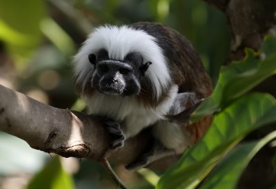 Monkey