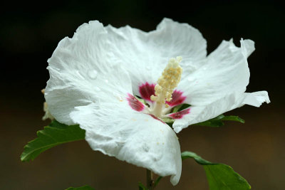 Hibiscus_5982r.jpg