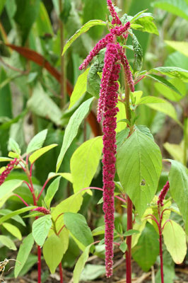 Amarante Queue de renard_5984r.jpg