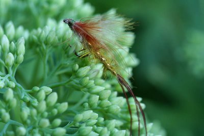 Mouche_5956r.jpg