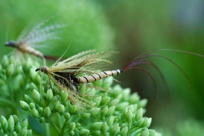 Mouche_5958r.jpg