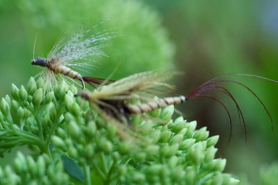Mouche_5960r.jpg