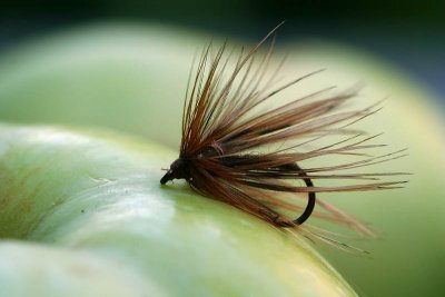 Mouche_5961r.jpg