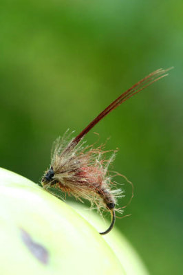 Mouche_5968r.jpg