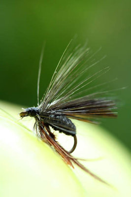 Mouche_5970r.jpg