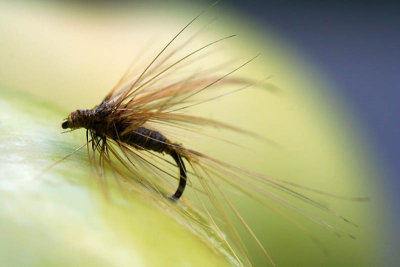 Mouche_5971r.jpg