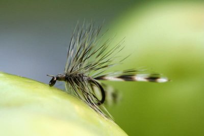 Mouche_5972r.jpg