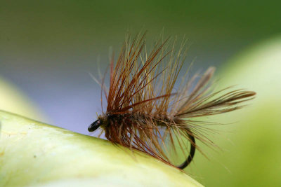 Mouche_5974r.jpg