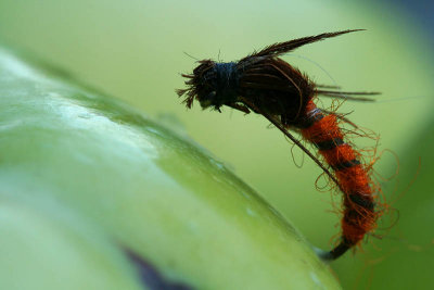 Mouche_5976r.jpg