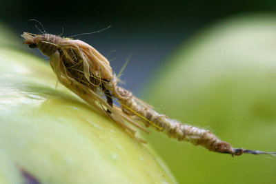 Mouche_5979r.jpg