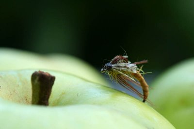 Mouche_5977r.jpg