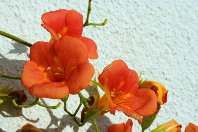 Bignonia_5995r.jpg